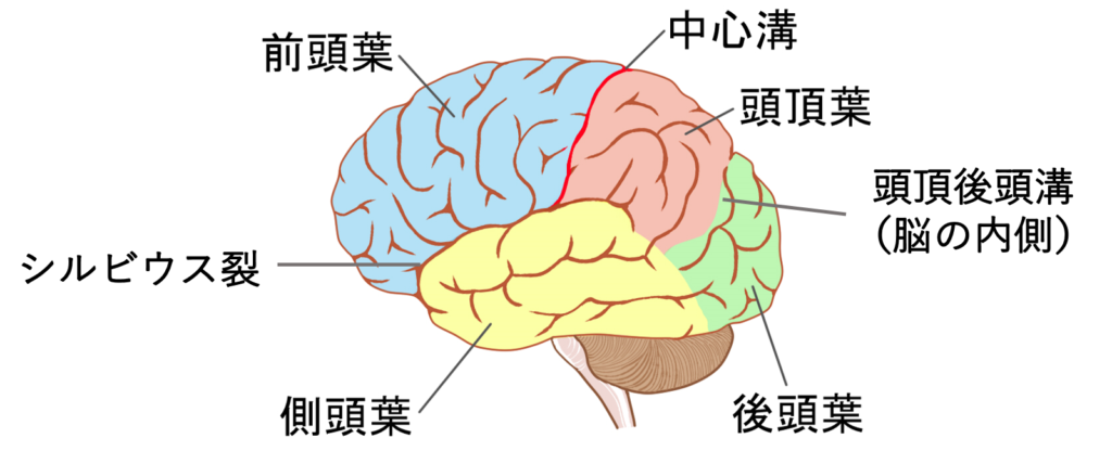 イラスト多め 大脳皮質を図を使ってわかりやすく解説