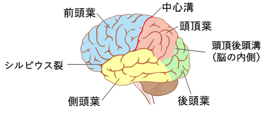 イラスト多め 大脳皮質を図を使ってわかりやすく解説 イラスト多め 大脳皮質を図を使ってわかりやすく解説