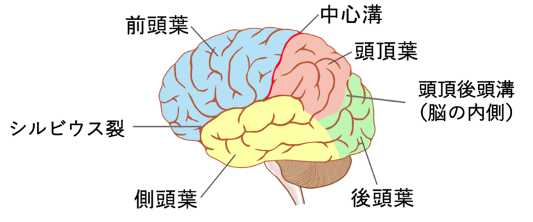 【イラスト多め】大脳皮質を図を使ってわかりやすく解説！